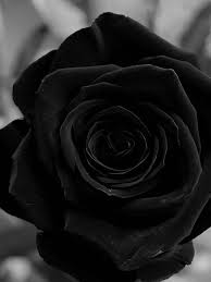 symbolism of black rose what does it mean