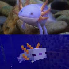 How to get the rare blue axolotl. In My Opinion Mojang Did A Great Job Full Credits To U Salaheddine07 In 2021 Minecraft Posters Minecraft Pictures Minecraft Designs