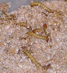 Datei Mealworms In Plastic Container Of