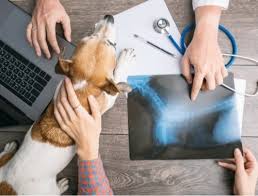 • not fdic insured • not insured by any federal government agency • not a deposit or other obligation of. Embrace Pet Insurance Review Coverage Cost More Pet Life Today