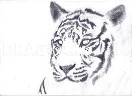 white tiger draw a tiger in pencil