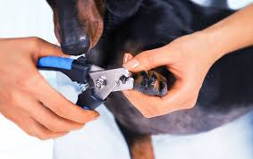 how to trim a dachshund s nails what