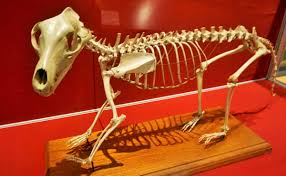 The thylacine vanished from the australian mainland about 3,000 years ago, probably as a result of a drying climate and the loss of dense vegetation. 10 Facts About The Tasmanian Tiger