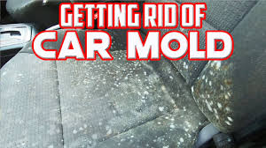 how do you remove mold from your car s