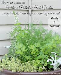 how to plant an outdoor herb garden pot