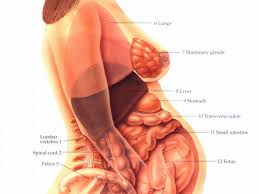 Find out whether a woman can get pregnant during her period in this article. Diagrams Diagram Internal View Of Pregnant Women Human Anatomy Female Pregnant Women Human Body Anatomy