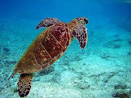 Sea Turtle Wikipedia