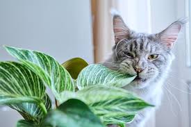 Best Cat Safe Houseplants How To