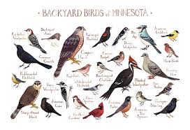 Minnesota Backyard Birds Field Guide Art Print Bird Poster