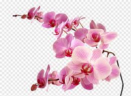 pink orchid flower pink flowers squid