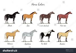 Horse Color Chart Set Equine Coat Stock Vector Royalty Free