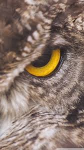Eagle Owl Ultra HD Desktop Background ...