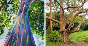 We did not find results for: Learn How The Rainbow Eucalyptus Gets Its Colorful Appearance