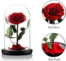 Preserved Rose Eternal Rose In
