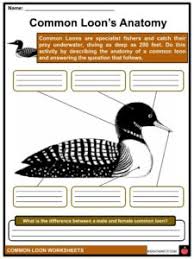 Loon coloring page from loons category. Common Loon Facts Worksheets Taxonomy Description For Kids