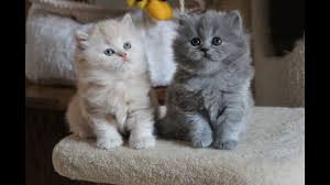 Are you looking for kittens for sale near your area? British Longhair Kittens For Sale