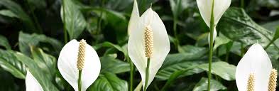 peace lily care guide growing