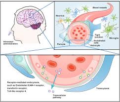 Brain Disease Theranostics