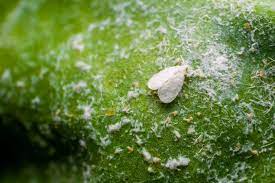 Get Rid Of And Prevent Whiteflies