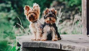 Yorkie puppies for sale in ohio. Yorkie Growth Chart Weight Chart When Do Yorkies Stop Growing