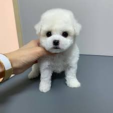 Miniature poodle puppies puppies for sale founded in 1884, the akc is the recognized and trusted expert in breed, health and training information for dogs. Teacup Poodle Puppies For Sale Near Me Mini Toy Poodles Puppies