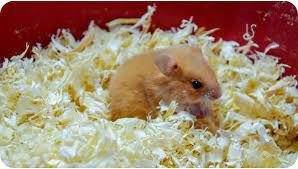 Hamster Bedding The Best Way To Keep