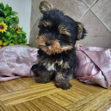 yorkie puppies superior teacup toy