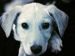 Adopt a rescue dog through petcurious. Real Dog Rescue Inc
