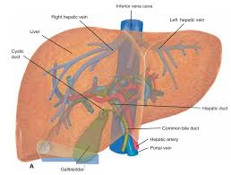 The liver and gallbladder are the two accessory organs of the gastrointestinal tract, which carry out a multifunctional role that aids digestion and homeostasis.the liver consists of several lobes and receives its blood supply mainly from the hepatic portal vein.this organ also detoxifies the body, so take good care of it because it is your best friend while celebrating after your exams! Liver Anatomy And Physiology