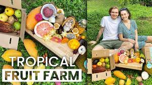 tropical fruit farm tour miami fruit