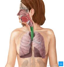 1.2 lower respiratory tract/respiratory zone. Lower Respiratory Tract Histology And Function Kenhub