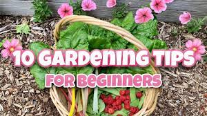 10 beginner gardening tips gardening