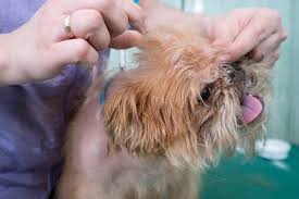 Buy a new toy use the money you save by grooming your dog yourself and get a new toy that you can play with together. Do It Yourself Dog Grooming For Your Small Dog