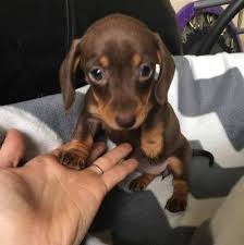 Find a dachshund on gumtree, the #1 site for dogs & puppies for sale classifieds ads in the uk. Mini Dachshund Puppies Near Me Posts Facebook
