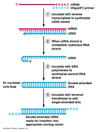 Cdna is synthesized from a messenger rna (mrna) template in. Figure 18 31 Preparation Of Complementary Dna Cdna For Cloning
