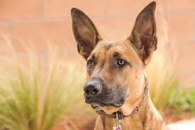 Incredibly intelligent, highly attentive, athletic, and loyal, the belgian malinois is one of four related belgian shepherd breeds that were originally developed as herding dogs. Belgian Malinois Dog Breed Guide Uks 1 Pet Blog