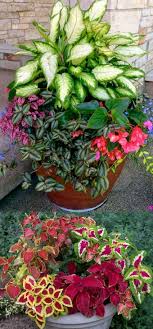 7 plantas con flores que perduran todo el año. Buy Garden Store Gardening Garden Plant Pots Porch Flowers Plants