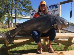 113 8 pound catfish caught