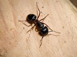 a guide to carpenter ant identification