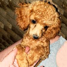 toy poodles in east texas