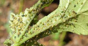 aphids pests diseases canna