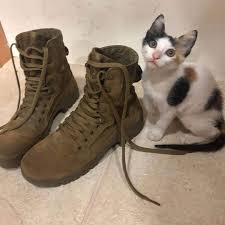 Maybe you would like to learn more about one of these? Army Soldier Needs Help Bringing Cat To United States People Com