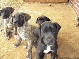 A great dane that died in 1990 helped conceive a litter of puppies born on valentine's day. Brindle Great Dane Puppies Price 500 00 For Sale In Roanoke Alabama Best Pets Online