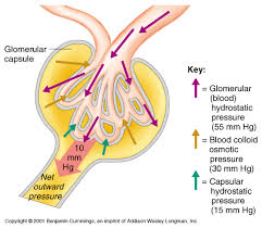 Image result for glomerular filtrate
