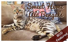 Подписчиков, 653 подписок, 789 публикаций — посмотрите в instagram фото и видео bengal cats (@bengalcatsworld). Silver Bengals The Bengal Cat Directory Resource For Bengal Cats Kittens And Information