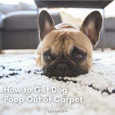 dog out of carpet guide