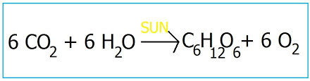 Photosynthesis Equation Diagram Quizlet