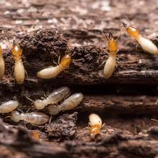 termite damage identification at