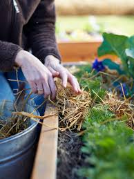 with straw in your vegetable garden
