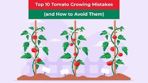 top 10 tomato growing mistakes